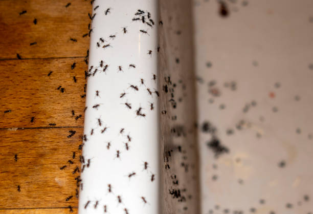 Best Emergency Pest Control  in Vancleave, MS