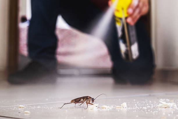 Best Flea Control Services  in Vancleave, MS